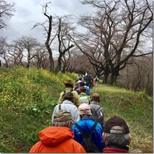 ちらほらと菜の花が咲いている城ヶ谷堤を参加者達が一列になって歩いている写真