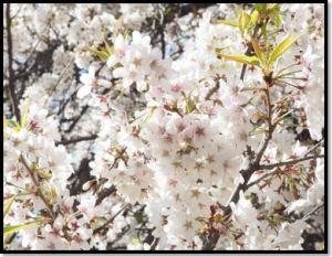 満開に咲いた薄いピンクの桜を花びらのみ撮影した写真