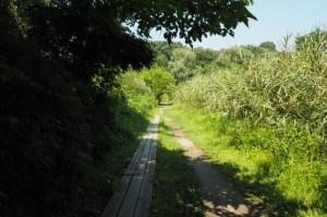 雑木林の中に歩道が作られ奥まで続いている写真