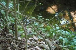 水辺の地面にセミの向け殻がある写真