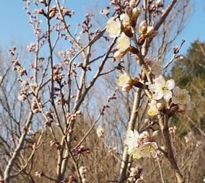 白い花とつぼみがついているサトウニシキの枝の写真