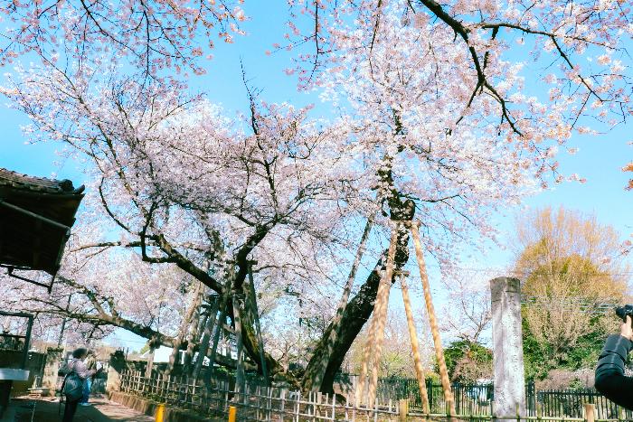 石戸蒲ザクラ