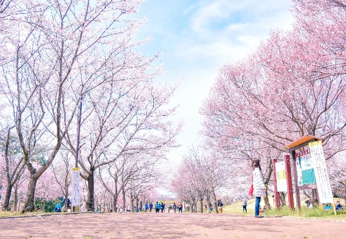 高尾さくら公園