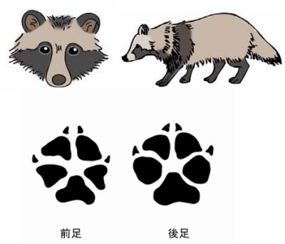 タヌキ