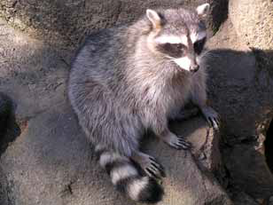 アライグマ全身