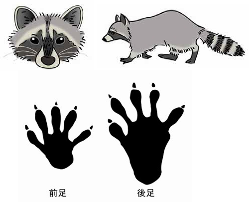アライグマ