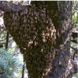 ミツバチの分蜂