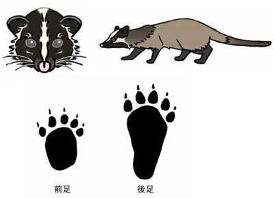 ハクビシン