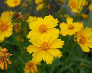 花の写真、茎の先端にぎざぎざの花が付いている