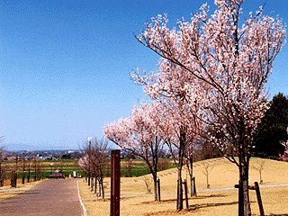 (写真)高尾さくら公園