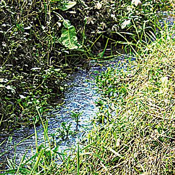 草むらの中を流れている横田薬師堂下湧水群の写真