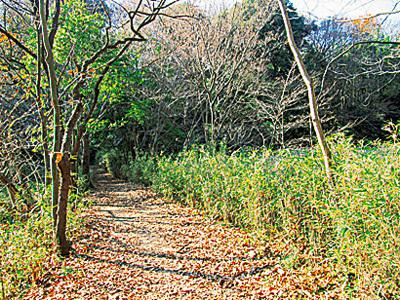 緑の木々に囲まれた中に自然の遊歩道がある石戸城跡・一夜堤の写真