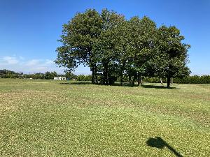 グリコピア・イースト内にある大木の写真