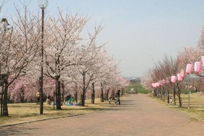 (写真)高尾さくら公園