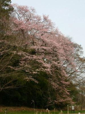 (写真)エドヒガンザクラ