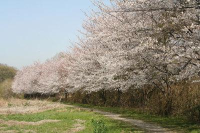 (写真)荒川左岸斜面林の桜