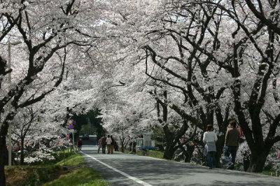 (写真)城ヶ谷堤