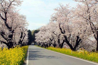 道路を挟んで両側に満開の桜と菜の花が咲いている城ヶ谷堤の写真