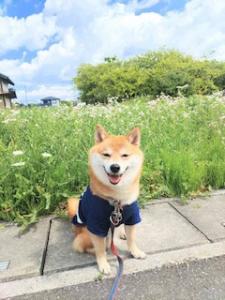 柴ドーナツの豆しば店長です
