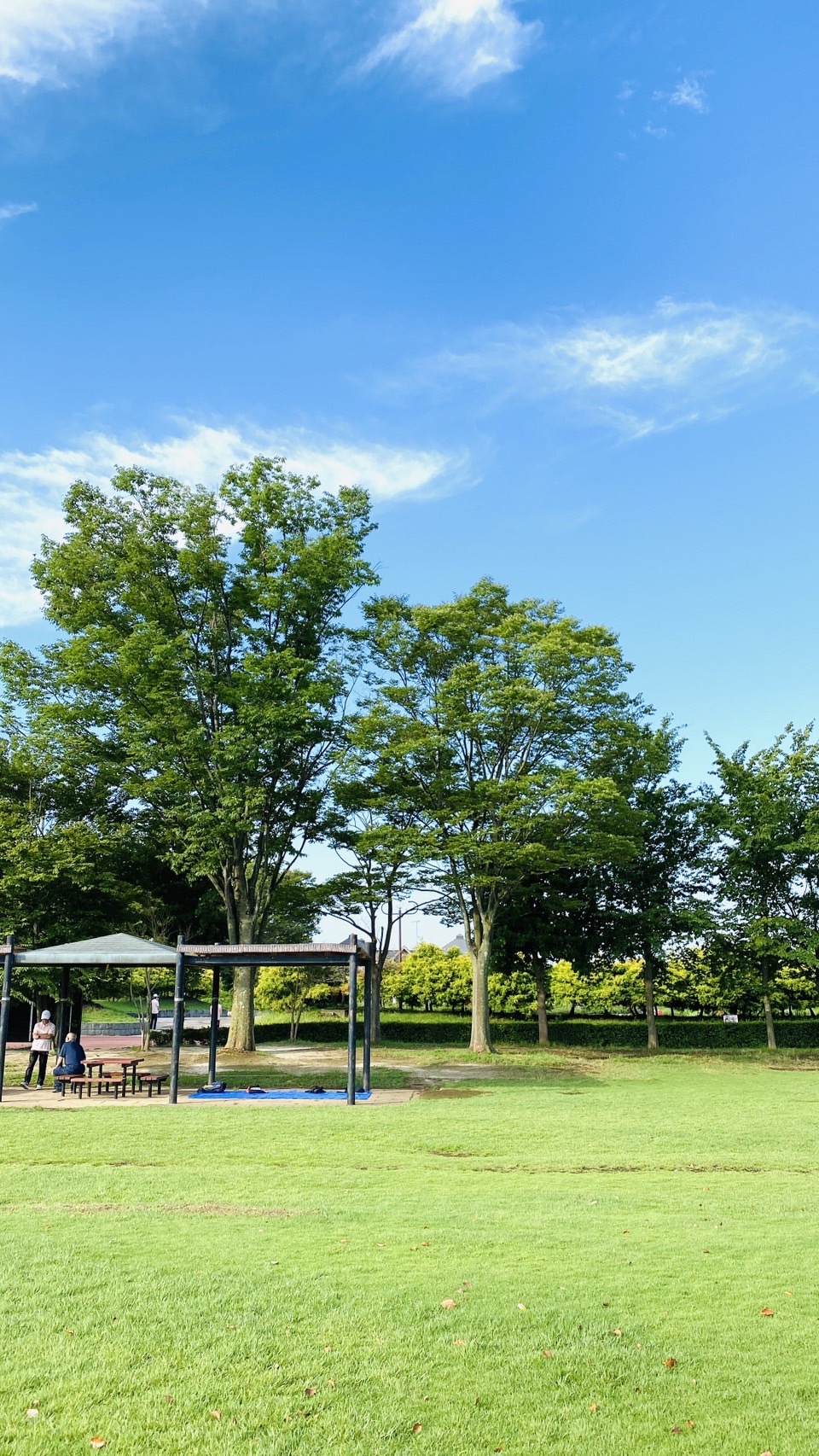総合公園の芝生広場