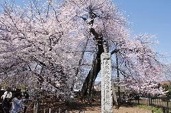 石戸蒲ザクラ