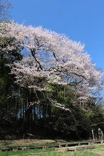 エドヒガンザクラ