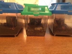 カブトムシが入っている虫かごが3つ並んでいる写真
