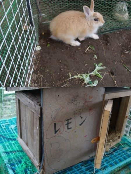 茶色い小さなうさぎのレモンちゃんと小屋の写真