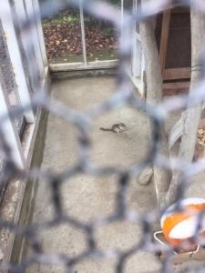 金網越しに餌を食べている様子が伺えるリスの写真