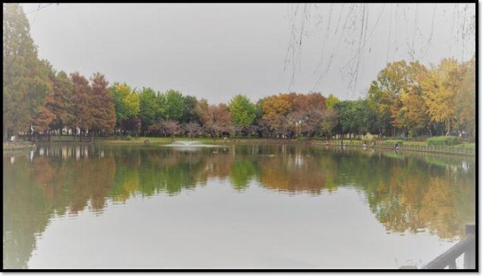 公園の調整池の周りの木々が赤や黄色と色づき始めており、水面に映しだされている写真