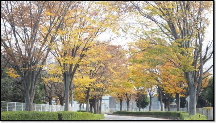 道路沿いに黄色く色づいているケヤキ並木の写真