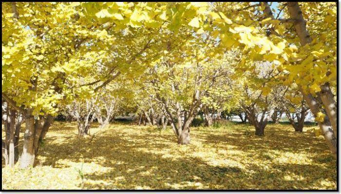 金色のイチョウの葉が色づく中、木漏れ日が差し込んでいる様子の写真