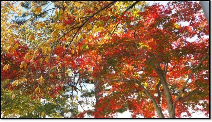 赤い紅葉や黄色く色づいた葉を下から撮影した写真