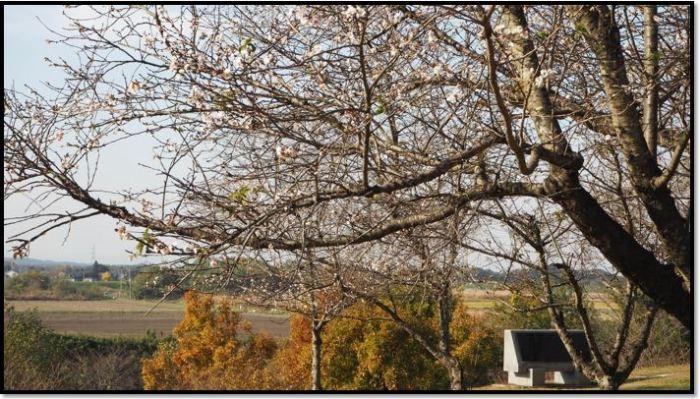 荒川河川敷を背に手前には白い花が開花し始めたコブクザクラの写真