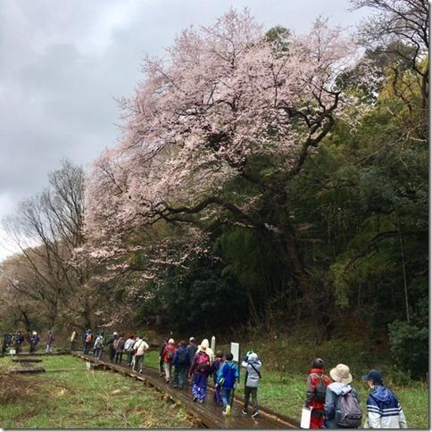 大きな桜が咲いている自然公園の中を参加者達が並んで歩いている写真