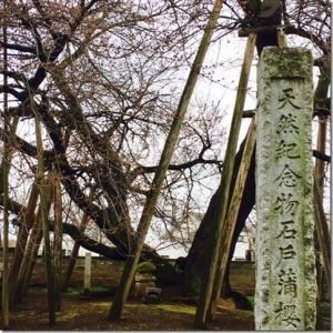 天然記念物石戸蒲櫻と書かれた石碑と大きな桜の木の写真