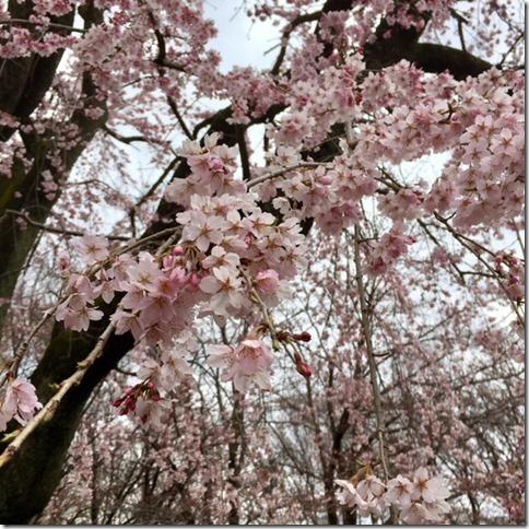 満開の桜の花をアップで撮った写真