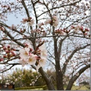 桜の花つぼみがついた枝の写真