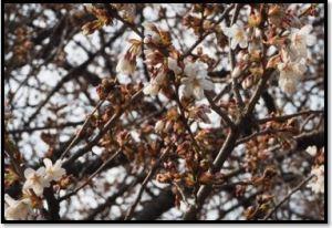 桜の蕾と開花した花びらの写真