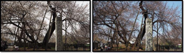 桜の木と記念碑を曇りの日と晴天の日に撮影した2枚の写真