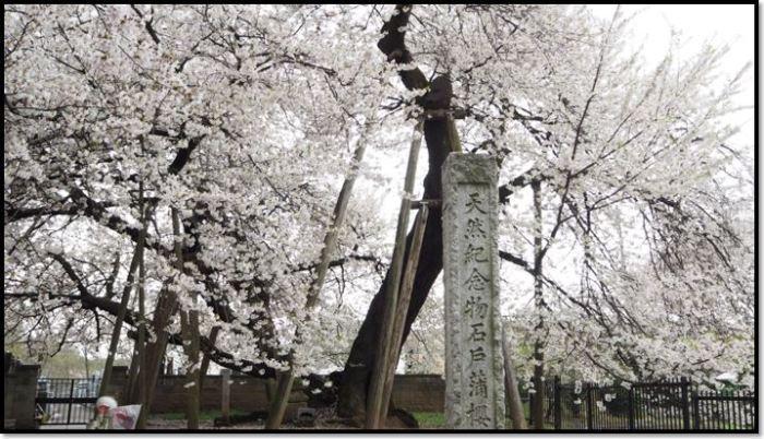 曇りの日の満開に咲いた桜の木の写真