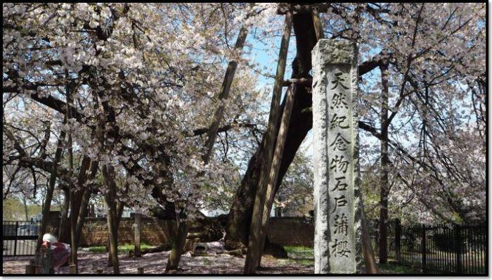 桜の花びらが散り地面がピンクになり、木の枝は緑の葉になっている桜の木の写真