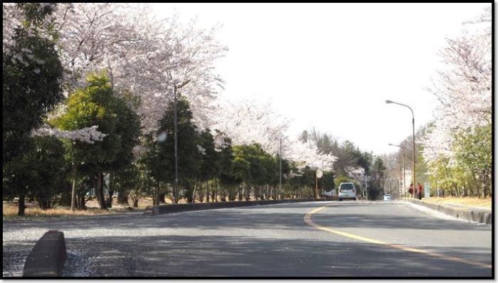 車が走っている道路沿いに咲く満開の桜並木の写真