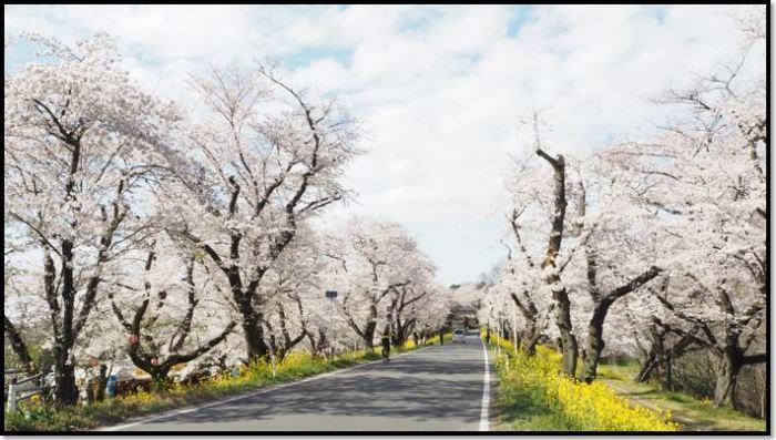 土手に満開の菜の花と桜の木がある道を歩く人と車が写る写真