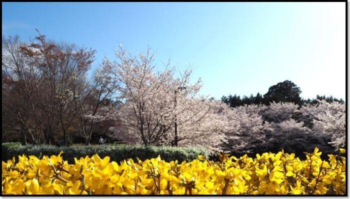 青空と桜と黄色のレンギョウの景色の写真