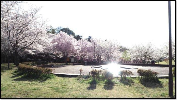 満開に咲く桜が砂場を囲むように植えられている公園の写真