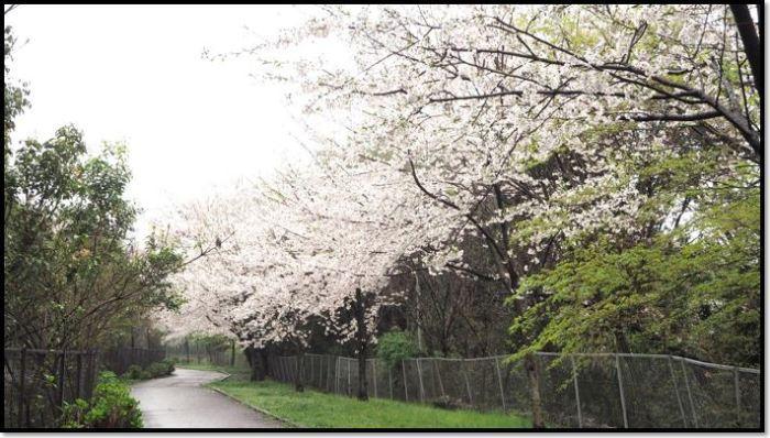 雨の日のフェンスがある桜並木の写真