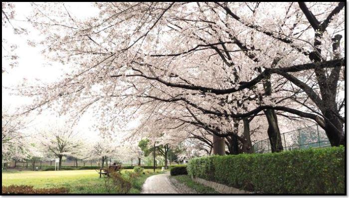 ベンチのある公園の満開に咲く桜の木の写真