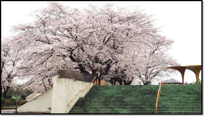 満開に咲く桜と緑色の階段がある公園の写真