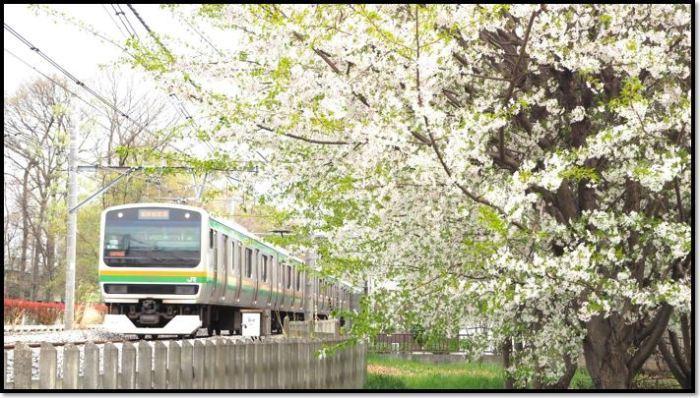 電車と白と緑の混じった桜の木の写真